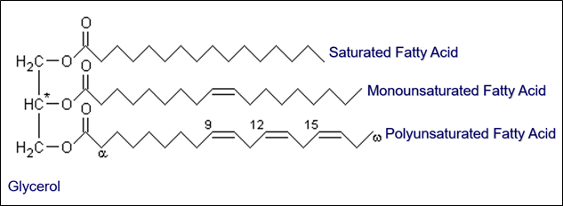 FFA Triglyceride Molecule